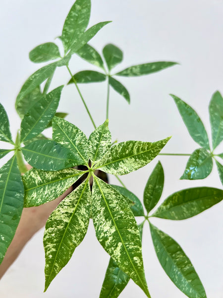 Pachira Aquatica Varigata Kokedama DIY Kit