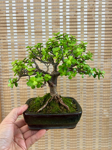 Shohin Jade Plant (Portulacarua afra) Bonsai in Informal Upright Style
