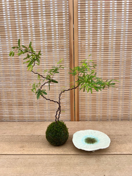 Persian Silk Tree Kokedama with SeedPod Kokedama Dish by you.clayart