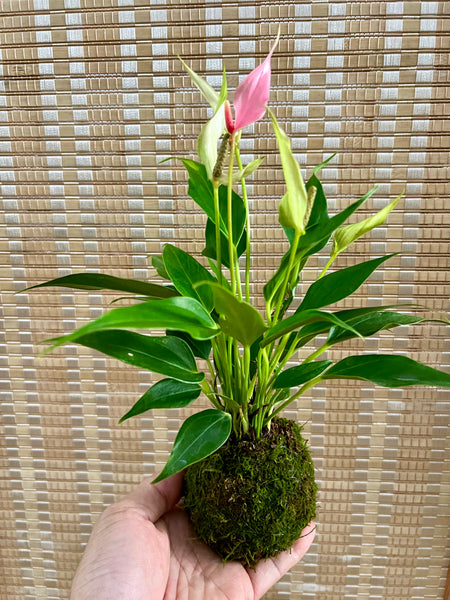 Anthurium (Pink) Kokedama