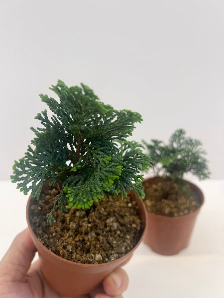 Mame Japanese Tsuyama Hinoki Pre Bonsai on Training Pot