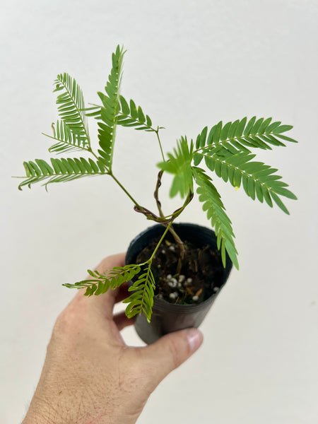Mini Everfresh Tree (Crafted) Kokedama DIY Kit