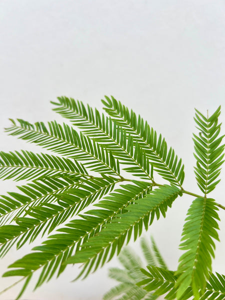 Mini Everfresh Tree (Crafted) Kokedama DIY Kit