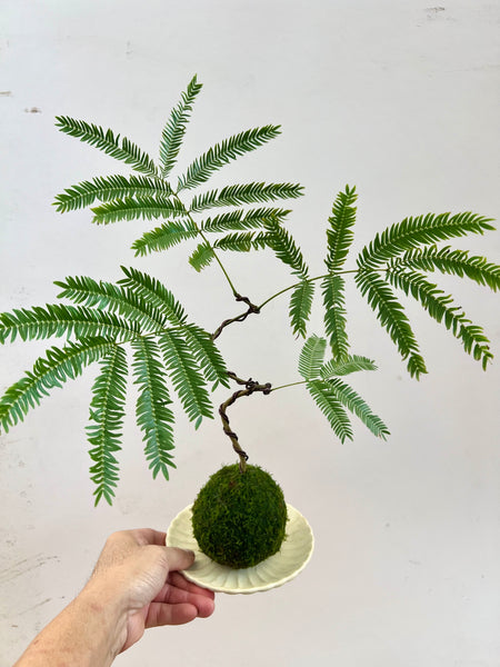 Everfresh Tree Kokedama with Complimentary Dish