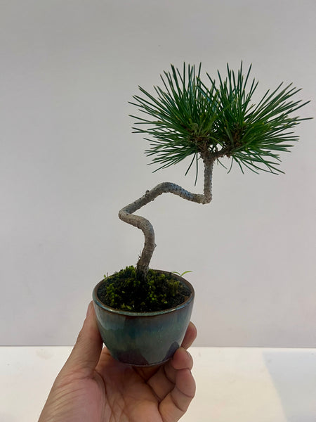 Mame Black Pine Bonsai in Japanese Blue Glazed Pot