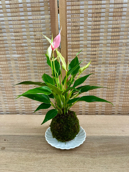 Anthurium (Pink) Kokedama