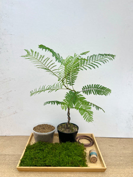 Jacaranda Tree (Crafted) Kokedama DIY Kit