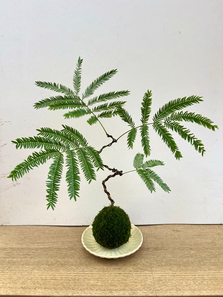 Everfresh Tree Kokedama with Complimentary Dish