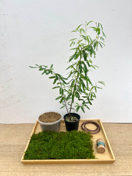 Persian Silk Tree Kokedama DIY Kit