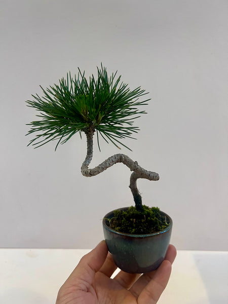 Mame Black Pine Bonsai in Japanese Blue Glazed Pot