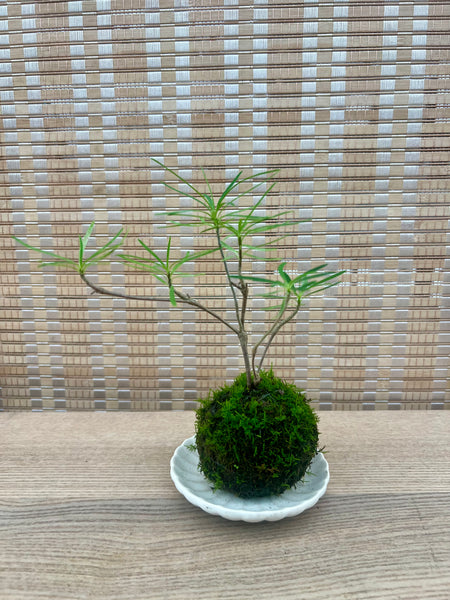 Mini Euphorbia hedyotoides Kokedama on complimentary dish