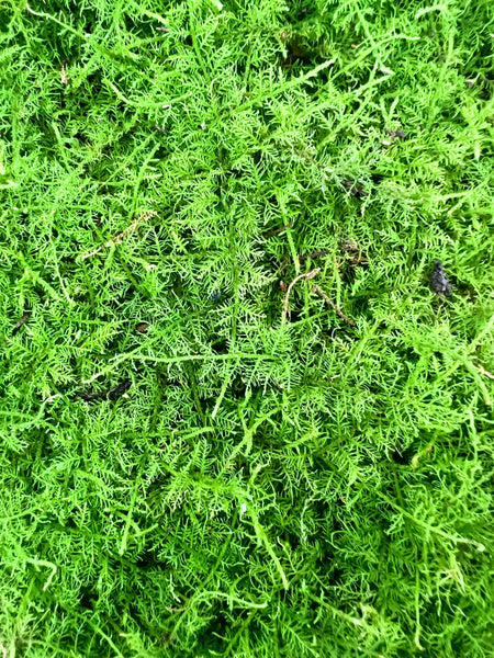 Asparagus Fern Kokedama DIY Kit