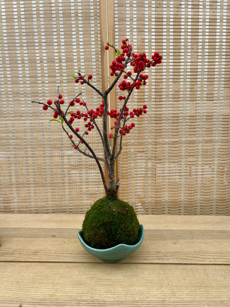 illex verticillata 冬 青 Kokedama: