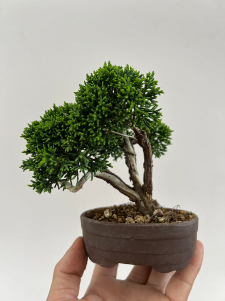 Mame Itogawa Shimpaku Bonsai with Shari and Jin on Japanese bonsai pot