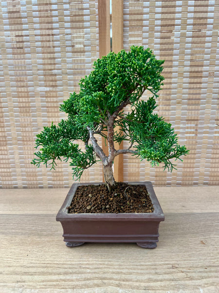 clay bonsai tree Shohin Shimpaku on purple clay bonsai pot