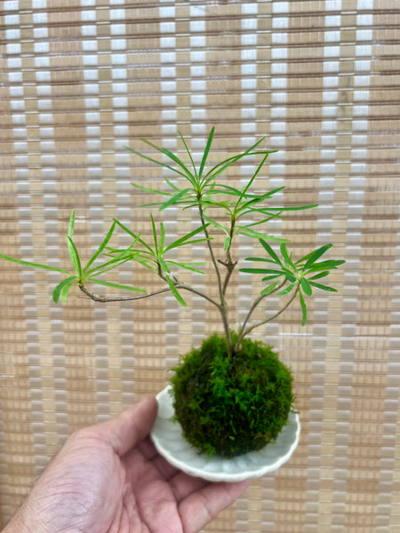 Mini Euphorbia hedyotoides Kokedama on complimentary dish