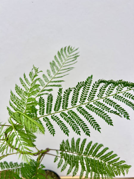 Jacaranda Tree (Crafted) Kokedama DIY Kit