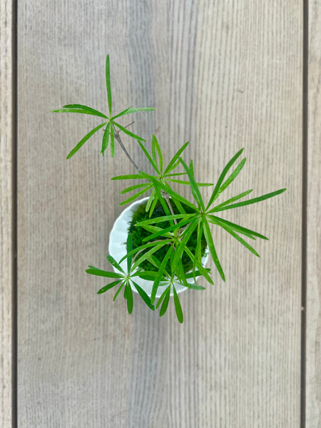 Mini Euphorbia hedyotoides Kokedama on complimentary dish