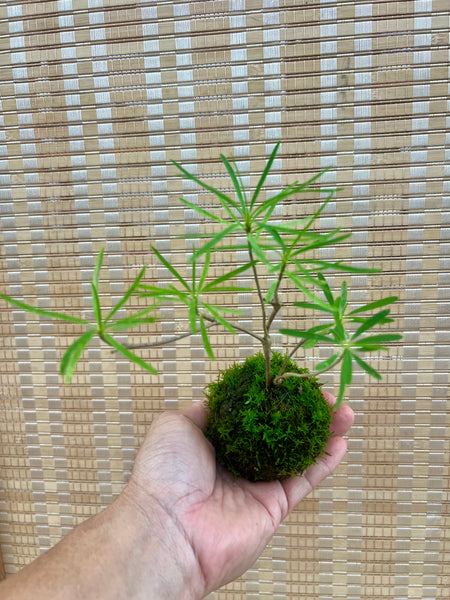 Mini Euphorbia hedyotoides Kokedama on complimentary dish