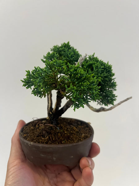 Mame Itogawa Shimpaku Bonsai with Shari and Jin on Japanese bonsai pot