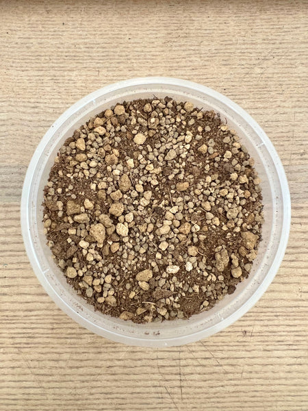 Mini Everfresh Tree (Crafted) Kokedama DIY Kit