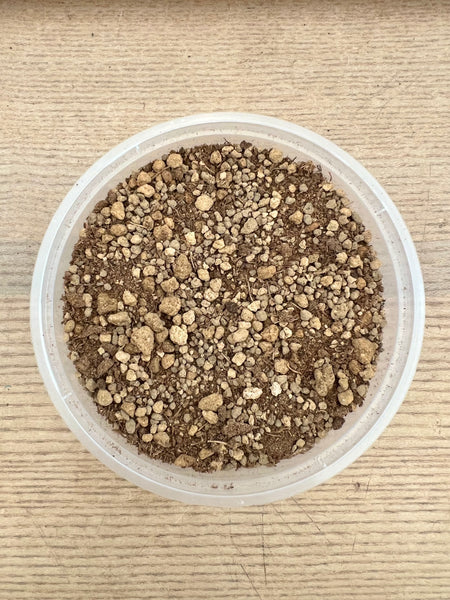 Everfresh Tree (Crafted) Kokedama DIY Kit
