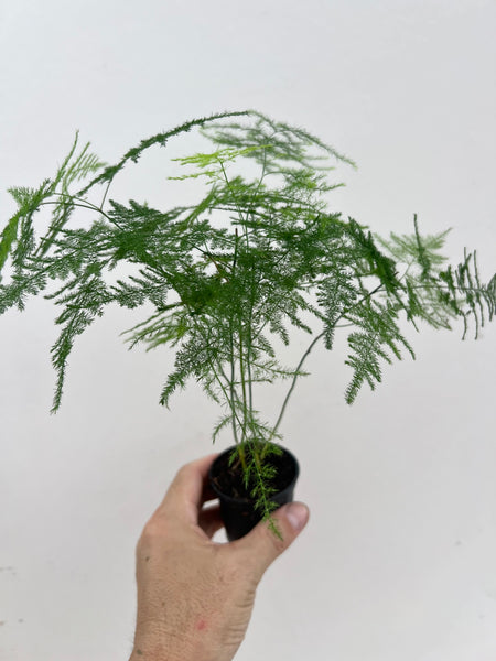 Asparagus Fern Kokedama DIY Kit