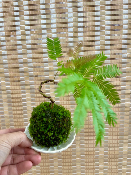 Mame Japanese Everfresh Kokedama