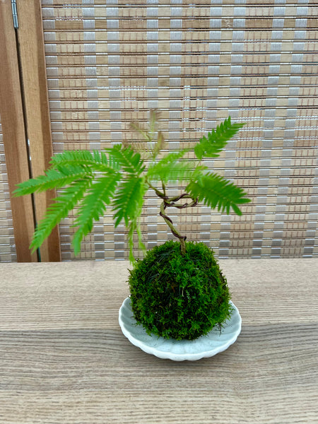 Mame Japanese Everfresh Kokedama