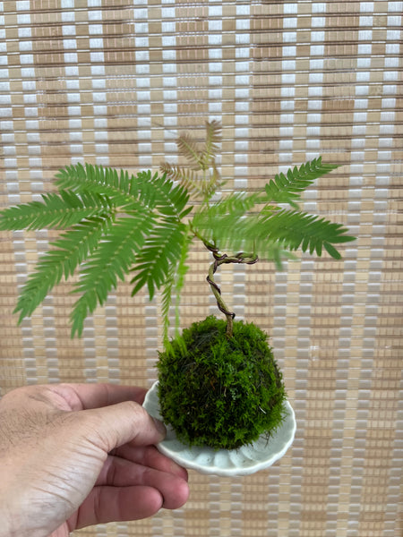 Mame Japanese Everfresh Kokedama