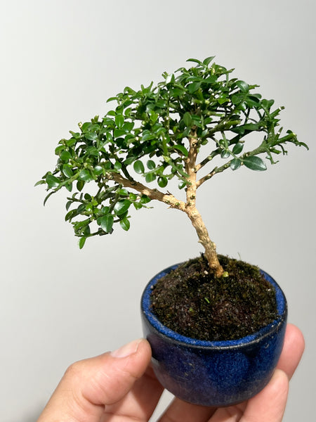 Mame Dwarf Murraya Bonsai in blue glazed ceramic pot