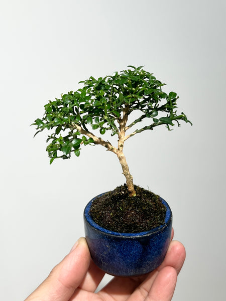 Mame Dwarf Murraya Bonsai in blue glazed ceramic pot