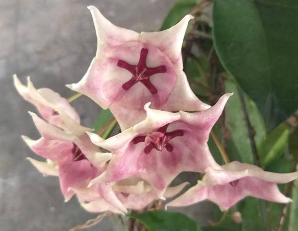Hoya kaimuki