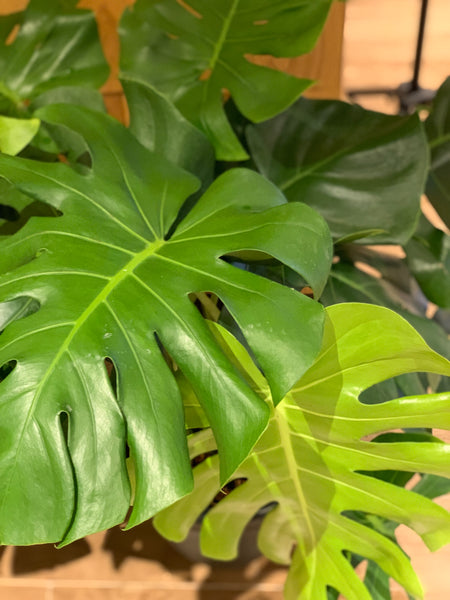 Monstera deliciosa (0.7m)