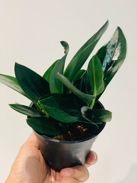 Scindapsus treubii 'Dark form'