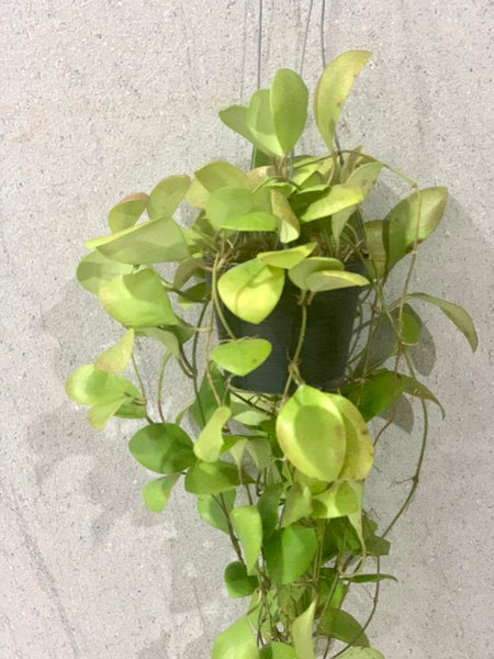 Hoya lucardenasiana