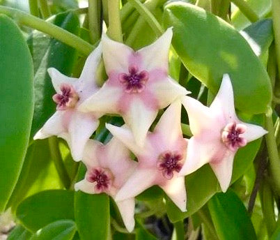 Hoya coronaria (pink)