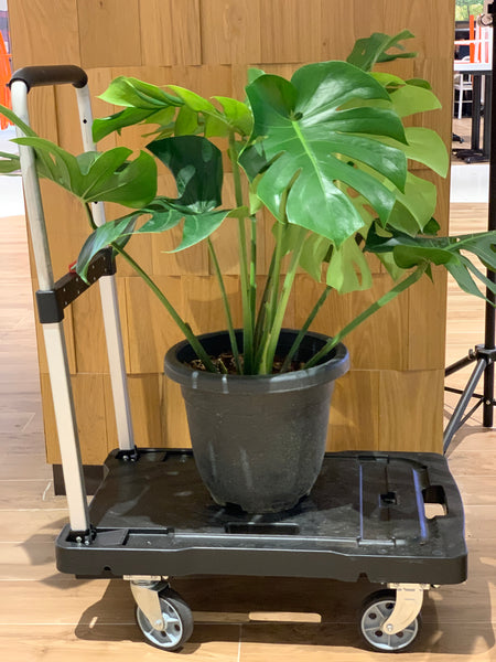 Monstera deliciosa (0.7m)