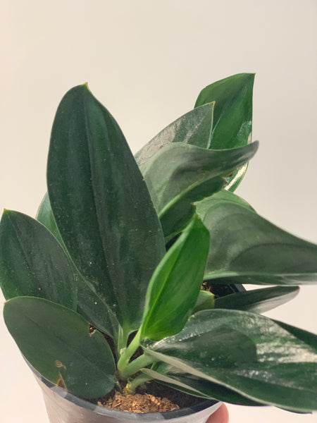 Scindapsus treubii 'Dark form'