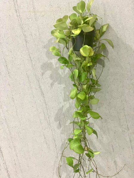 Hoya lucardenasiana