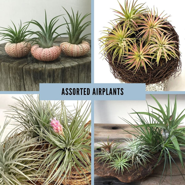 Airplant Terrarium Party Workshop (Group Only)