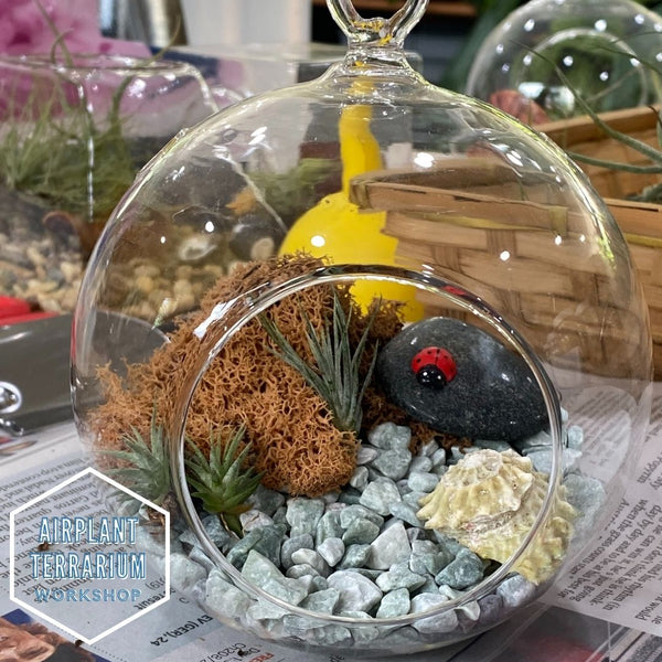 Airplant Terrarium Party Workshop (Group Only)