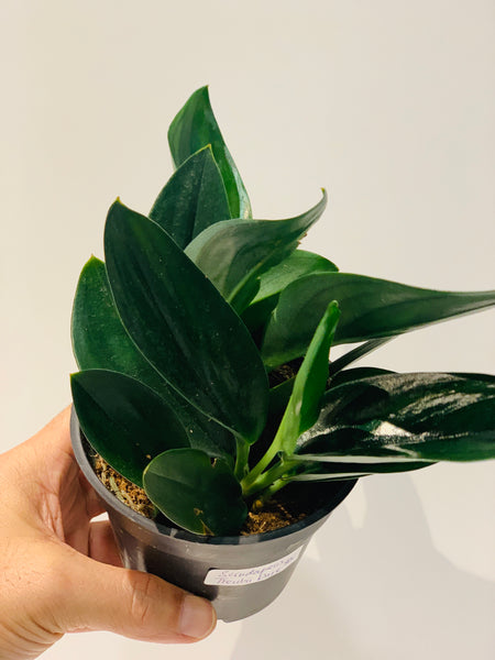 Scindapsus treubii 'Dark form'
