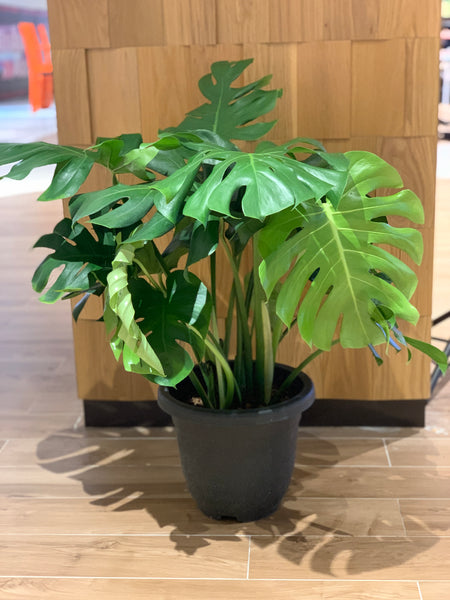 Monstera deliciosa (0.7m)