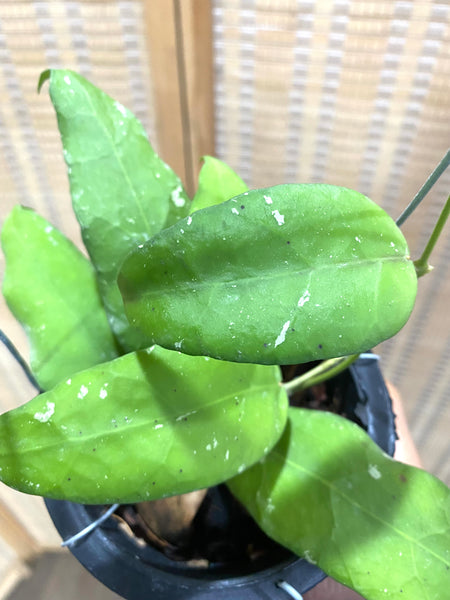 Hoya scortechinii #purple