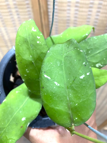 Hoya scortechinii #purple