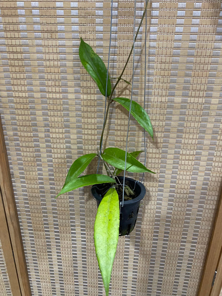Hoya sp Aceh (a)