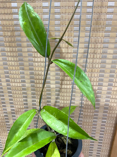 Hoya sp Aceh (a)
