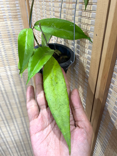 Hoya sp Aceh (a)