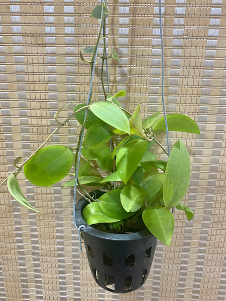 Hoya camporifolia